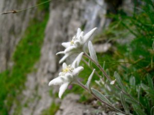 Edelweiss! Photo: Brett Milliken