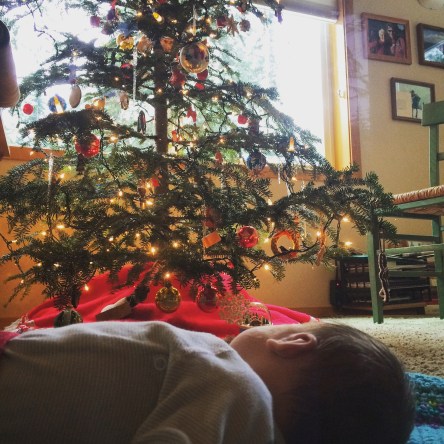 Luci examines her first Christmas tree. She might think that trees just belong in the house.