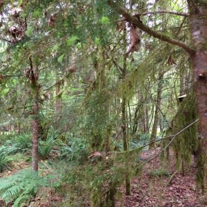 The mossy North Cascade rainforest